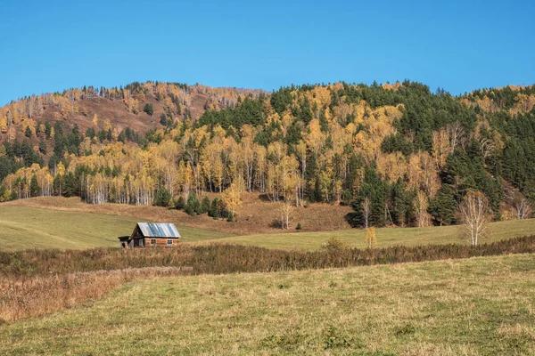 Mountain pasture, autumn forest and house. Altai.