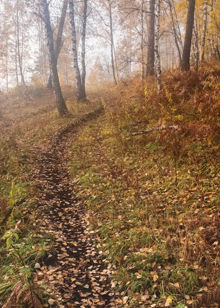 Bosque Otoño Las Montañas Altai Niebla Sendero Abedul Pino —  Fotos de Stock