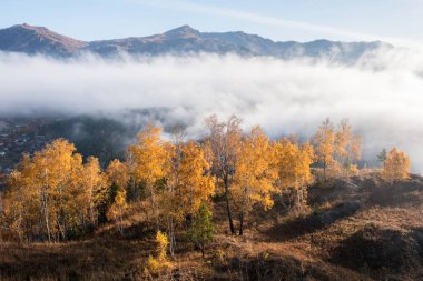 Dağların arka planında sarı sonbahar ağaçları, sabah sisi, Altai.
