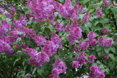 Parkta çiçek açan leylak ağacı. Yağmurdan sonraki bahar günü.