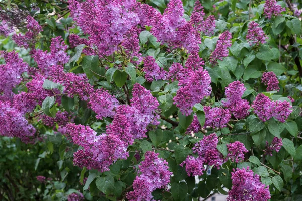 Parkta çiçek açan leylak ağacı. Yağmurdan sonraki bahar günü.