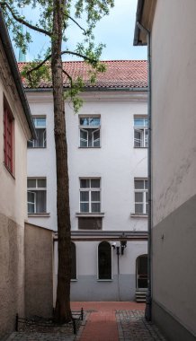 Yalnız ağaç. Eski kasabadaki Dar Sokak. Riga, Letonya.