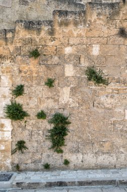 Yeşil bitkilerle kaplı taş bloklardan oluşan bir duvar. İtalya.