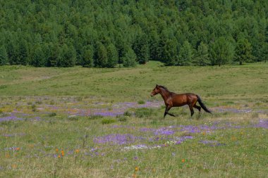 Bir körfez atı çiçek açan bir dağ otlağı boyunca koşar. Yaz Altai.