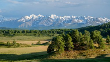 Dağ sırasının karla kaplı zirvelerinin manzarası. Dağ yaylası, yaz Altai..