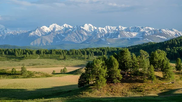 Dağ sırasının karla kaplı zirvelerinin manzarası. Dağ yaylası, yaz Altai..