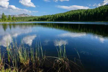 Bulutlar bir dağ gölünün mavi suyuna yansıyor. Ön planda çim var. Yaz Altai.