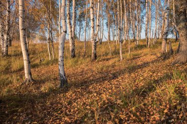 Ağaçların düşmüş sarı yaprakları, huş ağaçları. Sonbahar Altai, güneşli gün.