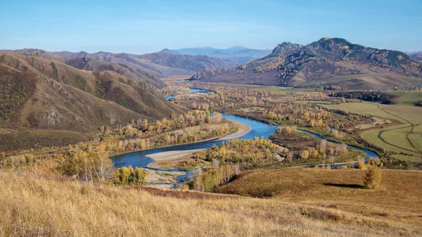 Dağ nehri vadisi, sarı orman, sonbahar Altai.