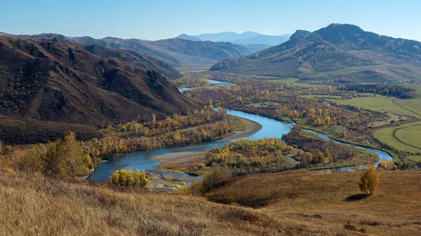 Dağ nehri vadisi, sarı orman, sonbahar Altai.