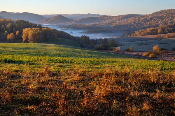 Sabah güneşi tarlayı ve ormanı aydınlatıyor. Dağ vadisinde sis. Altai..