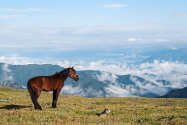 Dağların tepesindeki çayırda yalnız bir at. Altai 'de Sabah.