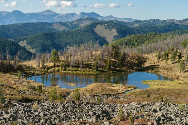 Dağların yükseklerinde küçük bir göl. Ağaçlar suya yansıyor. Altai, güneşli bir gün..