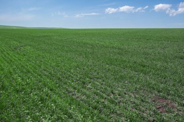 Büyük tarlalarda yeşil bitkiler. Mavi gökyüzündeki bulutlar. Altai, Sibirya.