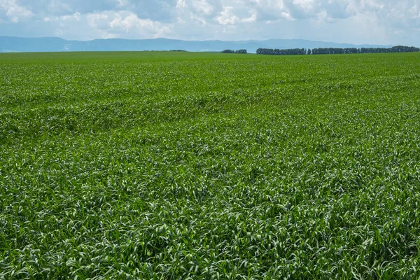 Büyük tarlalarda yeşil bitkiler. Mavi gökyüzündeki bulutlar. Altai, Sibirya.