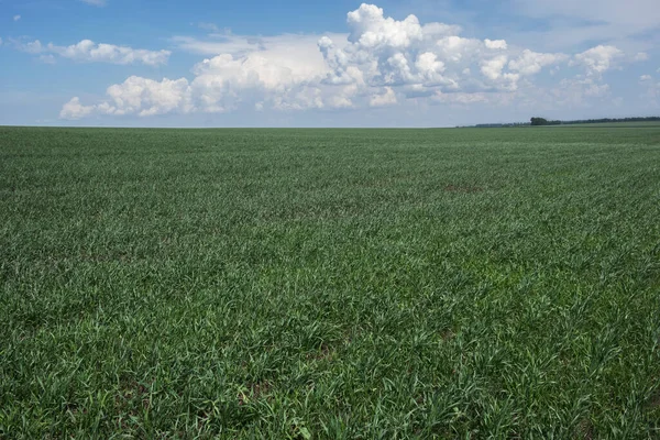 Büyük tarlalarda yeşil bitkiler. Mavi gökyüzündeki bulutlar. Altai, Sibirya.