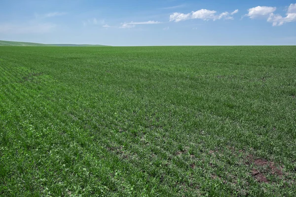 Büyük tarlalarda yeşil bitkiler. Mavi gökyüzündeki bulutlar. Altai, Sibirya.