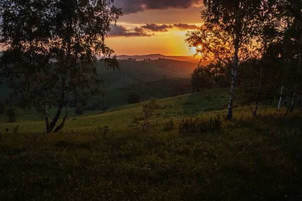 Altai dağlarında gün batımı. Ağaçların siluetleri muhteşem gökyüzünün arka planına karşı. Yaz akşamı..