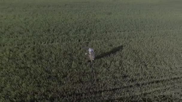 Young Man Israeli Military Uniform Prays Middle Green Field Wearing — Stock Video