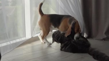 Kedi ve Köpek evde birbirleriyle oynuyorlar. Maine Rakunu ve Beagle.