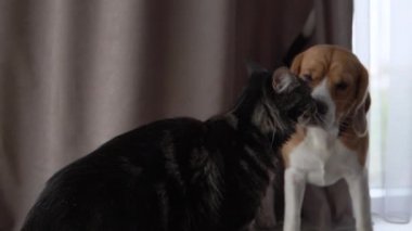 Kedi ve Köpek evde birbirleriyle oynuyorlar. Maine Rakunu ve Beagle.