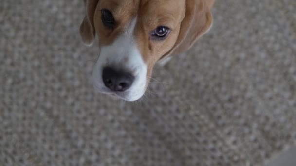 Snygg Hane Beagle Ser Söt Kameran — Stockvideo
