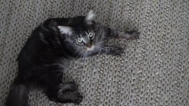 Vacker Katt Maine Coon Tittar Upp Och Slickar Sin Näsa — Stockvideo