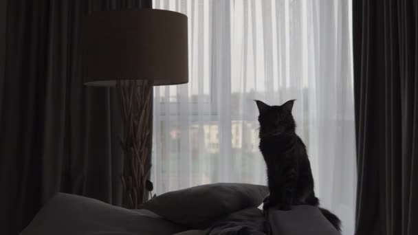 Bästa Vän Vacker Katt Maine Coon Ligger Baksidan Soffan Och — Stockvideo