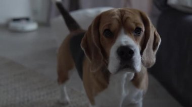 Yakışıklı erkek Beagle kameraya sevimli görünüyor.
