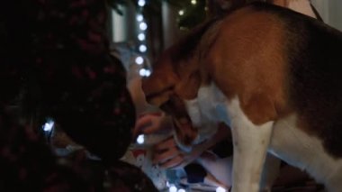 Yeni yıl atmosferi. Kız kardeşler Noel ağacının altında köpekle oynuyorlar.