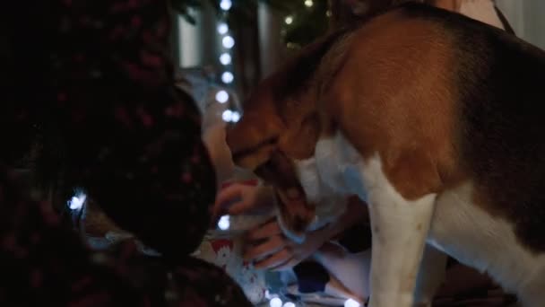 Nieuwjaarssfeer Zusters Spelen Met Een Hond Onder Een Kerstboom — Stockvideo