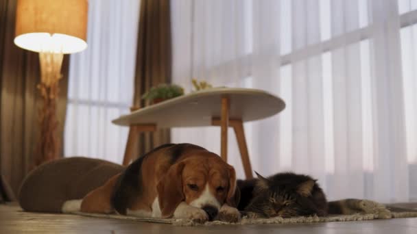Gato Cão São Bonitos Dormindo Tapete Lado Outro Casa Maine — Vídeo de Stock