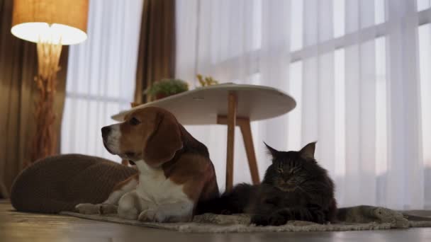 Katten Och Hunden Söta Sitter Mattan Bredvid Varandra Hemma Maine — Stockvideo