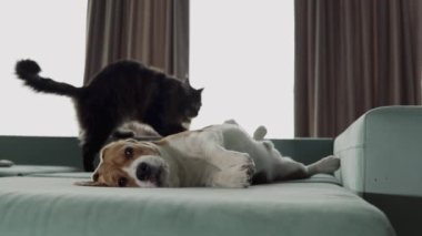 Kanepede baş aşağı yatan, komik bir av köpeği. En iyi arkadaşı, Maine Coon kedisi, onunla oynamak istiyor! Çok komik görünüyor.