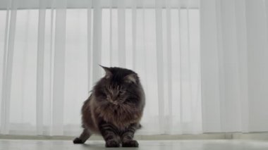 Büyük, güzel bir kedi olan Maine Rakun düz duruyor ve doğrudan kameraya bakıyor. Yavaş çekim
