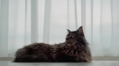 Büyük, güzel bir Maine Rakun kedisi kameraya dikkatle bakar. 4k