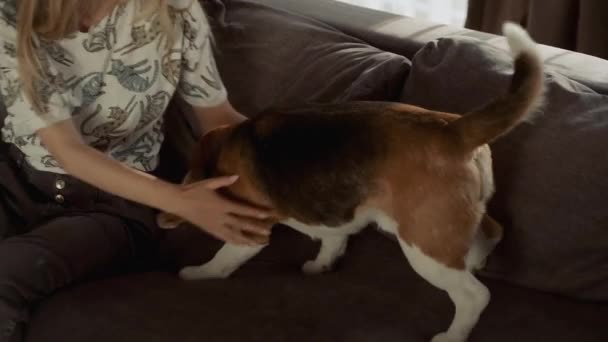 リビングルームのソファに座っている間 大人の可愛い女性はペットと遊ぶ 美しい犬 ビーグルの品種 スローモーション — ストック動画