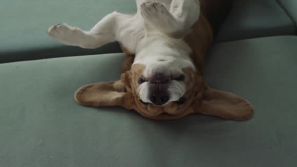 Een Grappige Hond Van Het Beagle Ras Ondersteboven Liggend Bank — Stockvideo