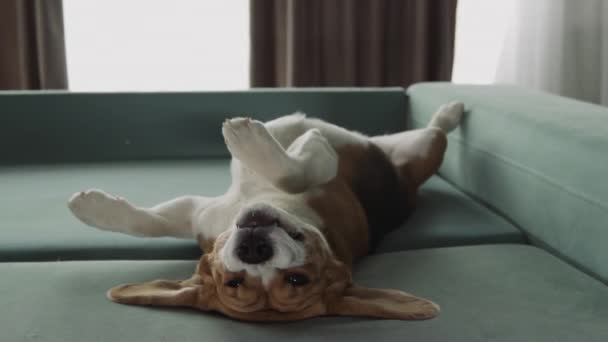 Rolig Hund Beagle Rasen Liggande Upp Och Ner Soffan Ser — Stockvideo