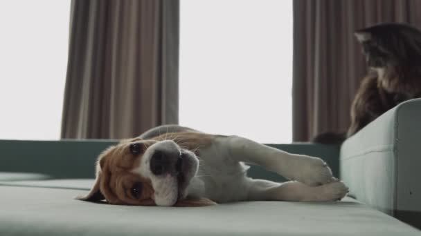 Αστείος Σκύλος Που Ξαπλώνει Ανάποδα Στον Καναπέ Καλύτερός Του Φίλος — Αρχείο Βίντεο