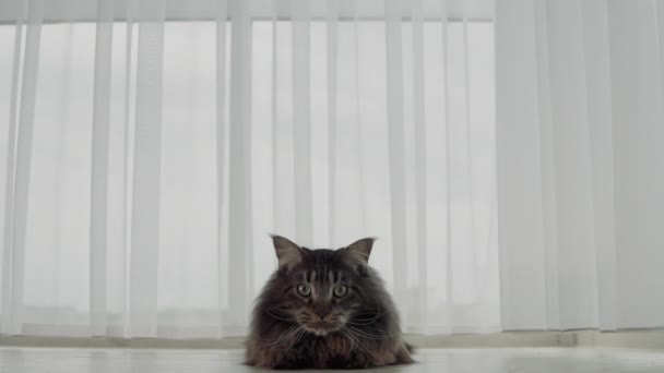 Μεγάλη Όμορφη Γάτα Ρακούν Του Μέιν Κοιτάζει Την Κάμερα Και — Αρχείο Βίντεο