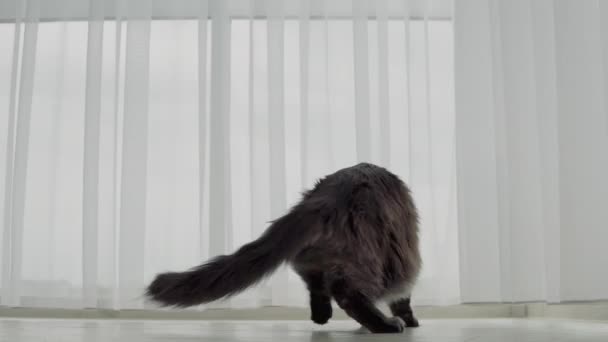 Big Beautiful Cat Maine Coon Breed Plays Funny Moves Gracefully — Stock Video