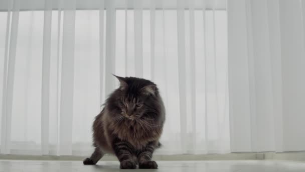 Big Beautiful Cat Maine Coon Staying Straight Looks Directly Camera — Stock Video