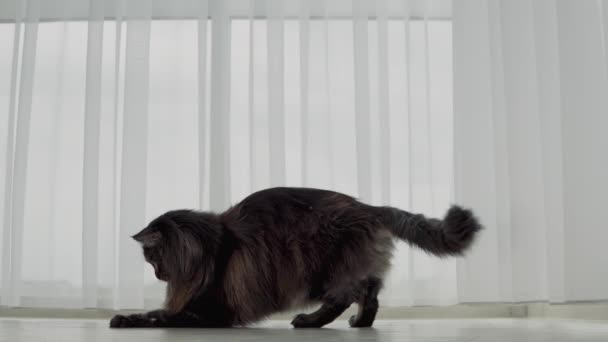 Big Beautiful Cat Maine Coon Breed Plays Funny Moves Gracefully — Stock Video