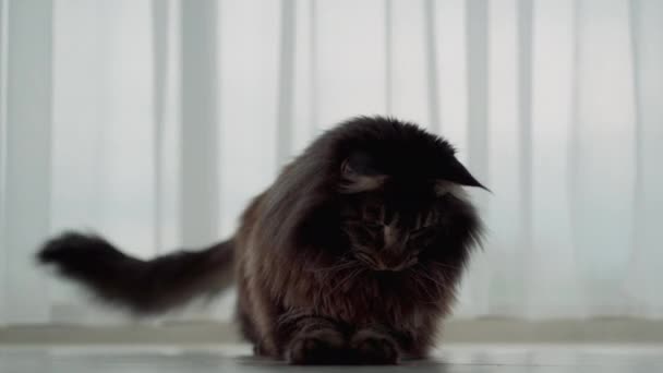 Große Schöne Maine Coon Katze Schaut Aufmerksam Die Kamera — Stockvideo