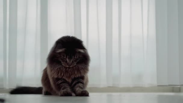 Grande Hermoso Gato Maine Coon Crianza Juega Divertido Mueve Con — Vídeo de stock