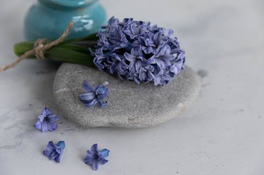 Mavi kil bir vazonun arka planında, gri bir nehir taşının üzerinde bir buket sümbül. Beyaz arkaplan