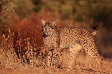 Retrato de lince Iberico al amanecer