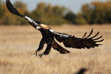 Erkek İspanyol İmparatorluk Kartalı iniyor.