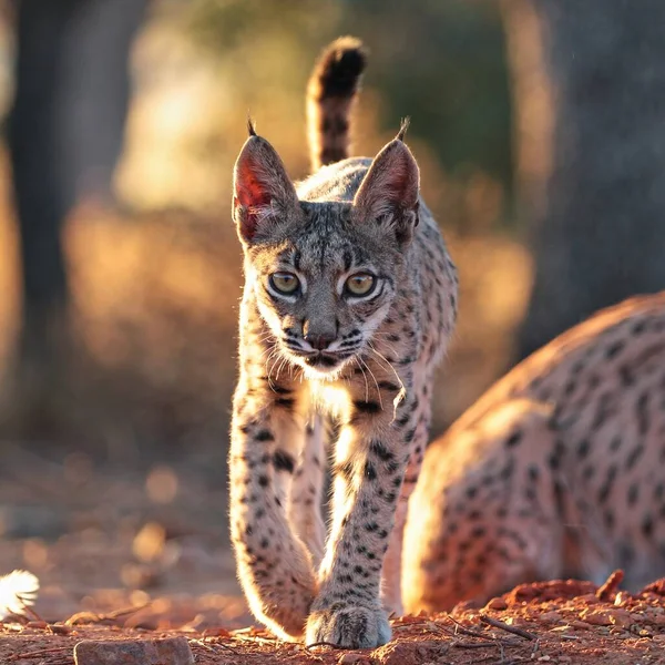 Puppy Iberian Lynx — Stock Photo, Image